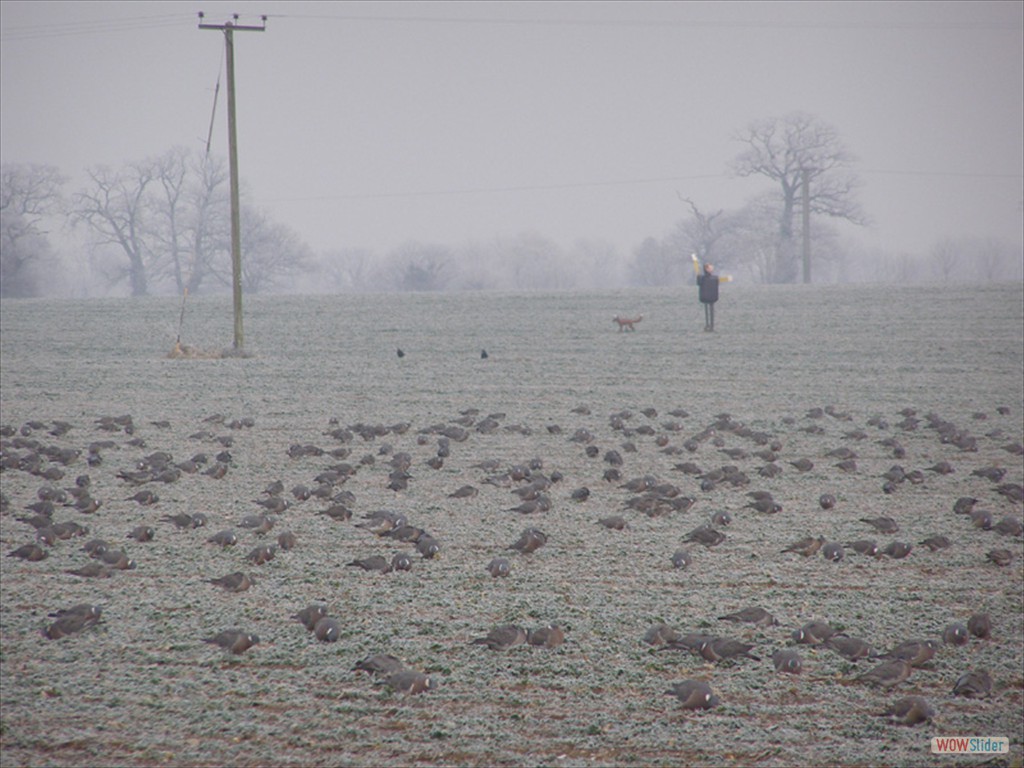 Cold pigeons