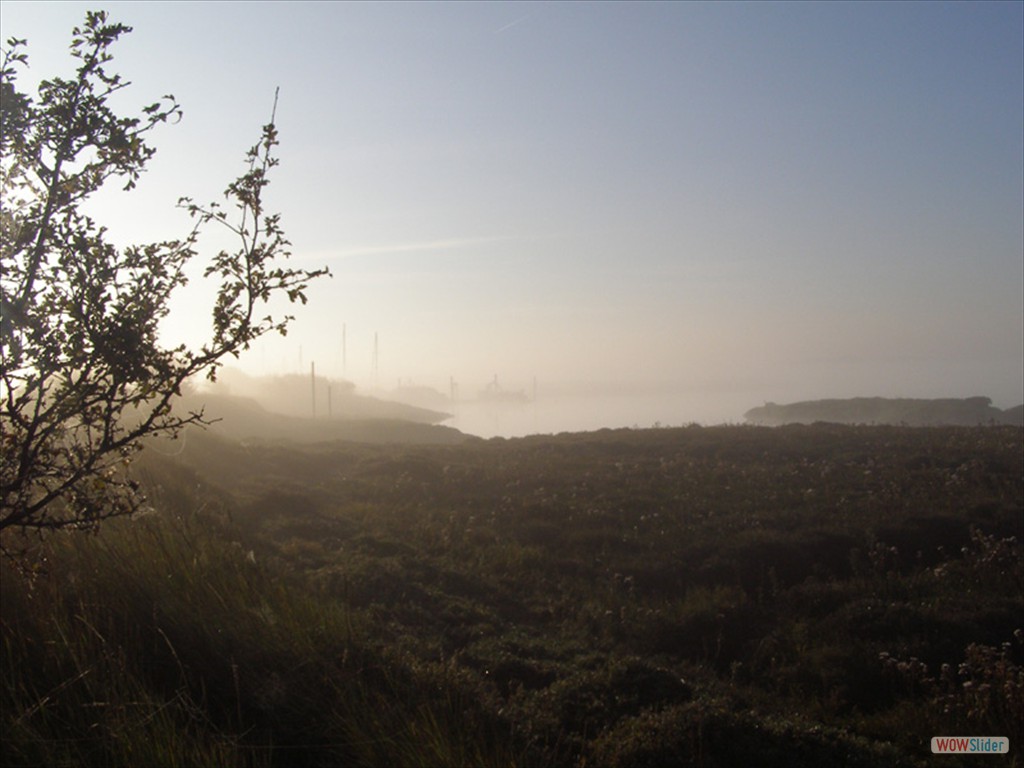Foggy marsh 2