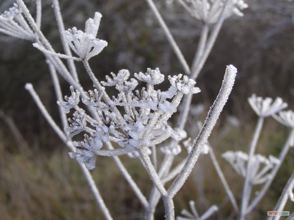 Frost 5