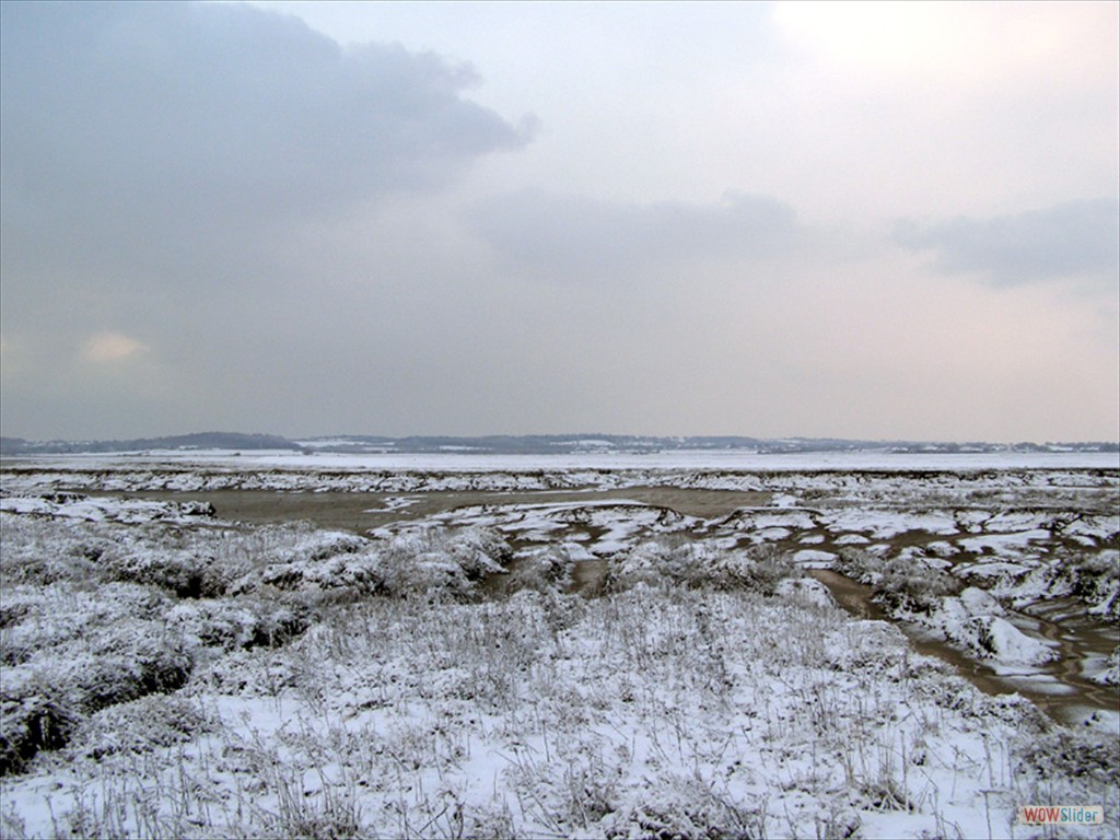 Frozen marsh 1