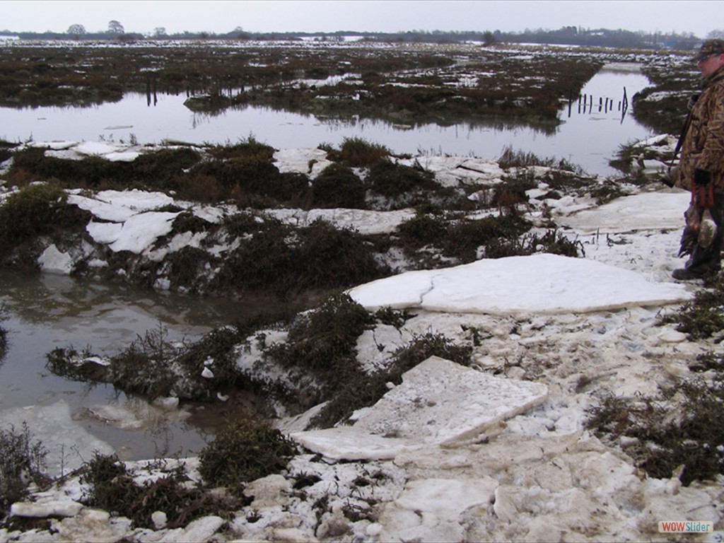 Frozen marsh 13