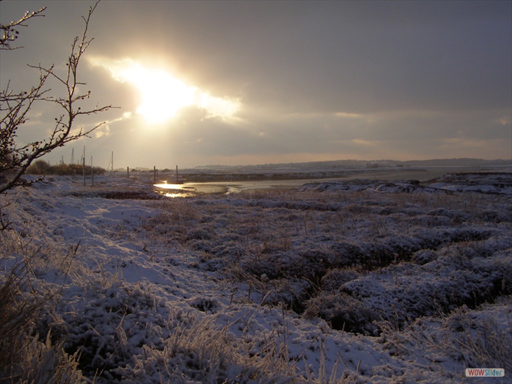 Frozen marsh 21