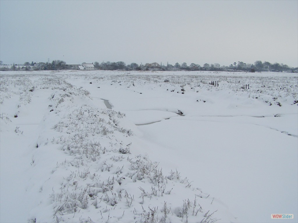 Frozen marsh 6