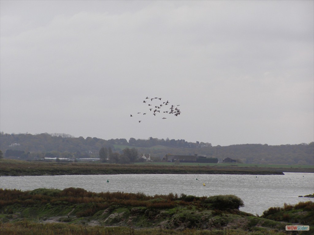 Graylag geese 2