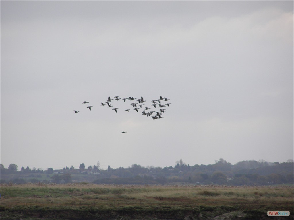 Graylag geese 7