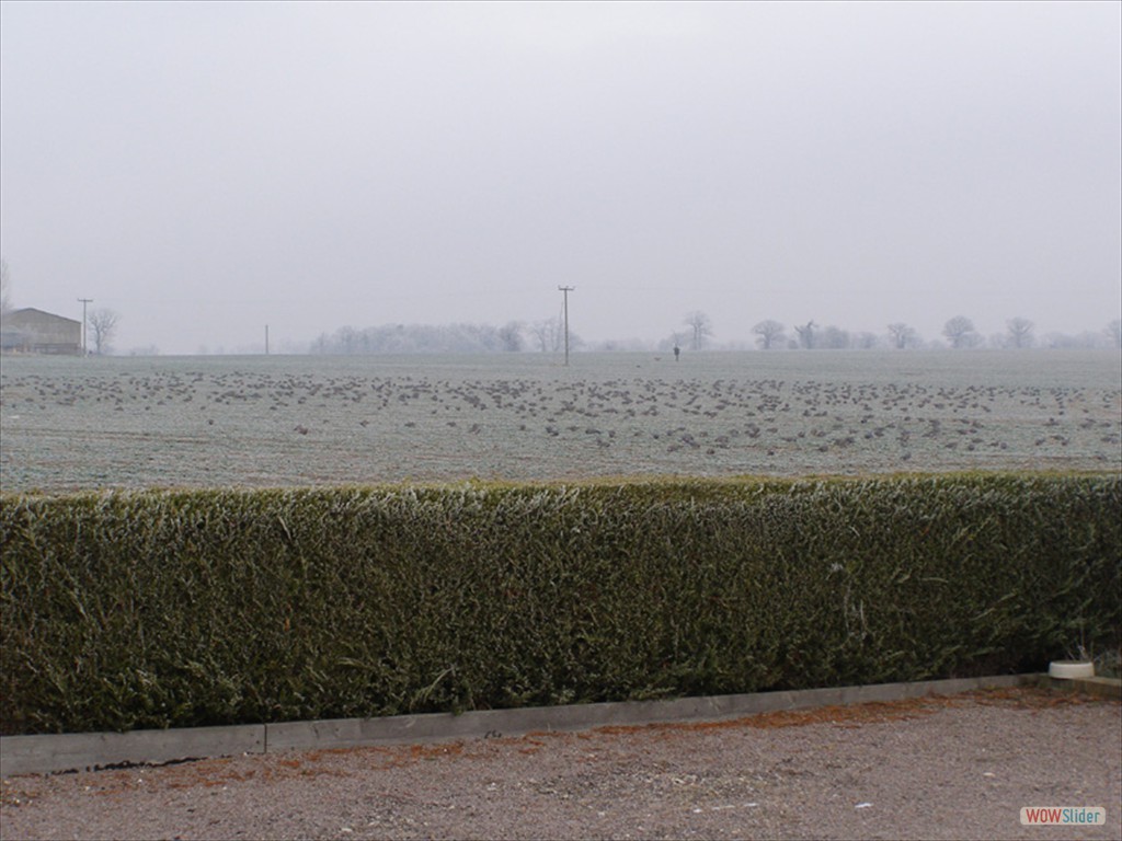 Pigeons