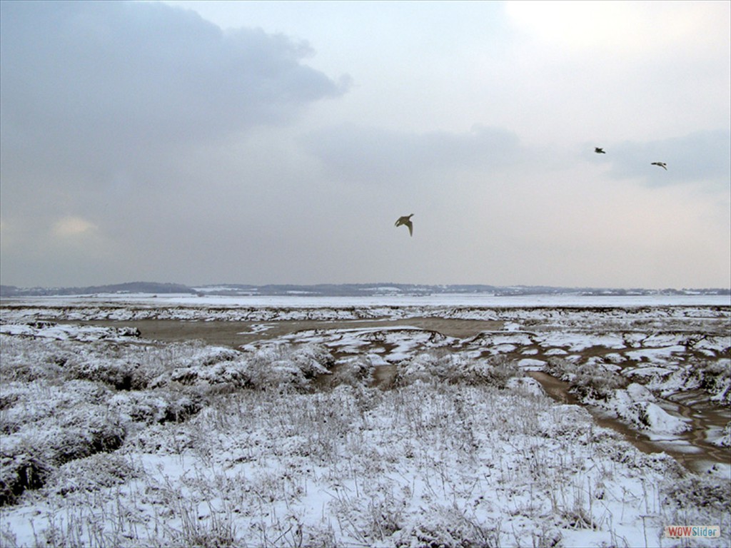 Wigeon 1