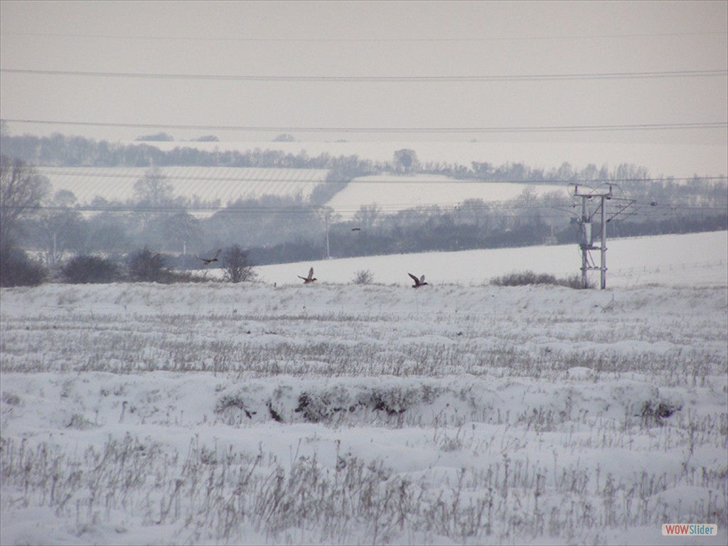Wigeon 3